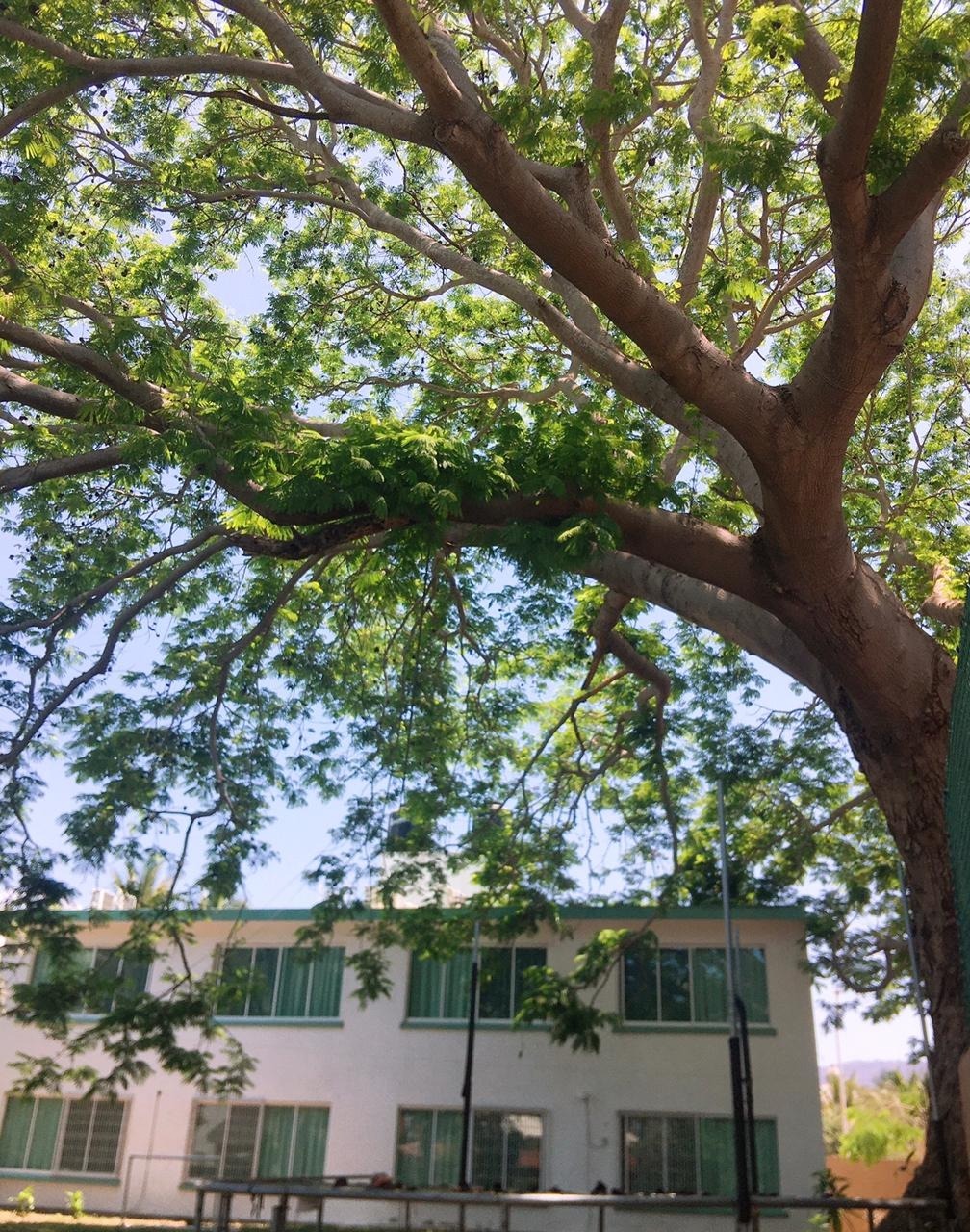 Hermoso árbol área para niños