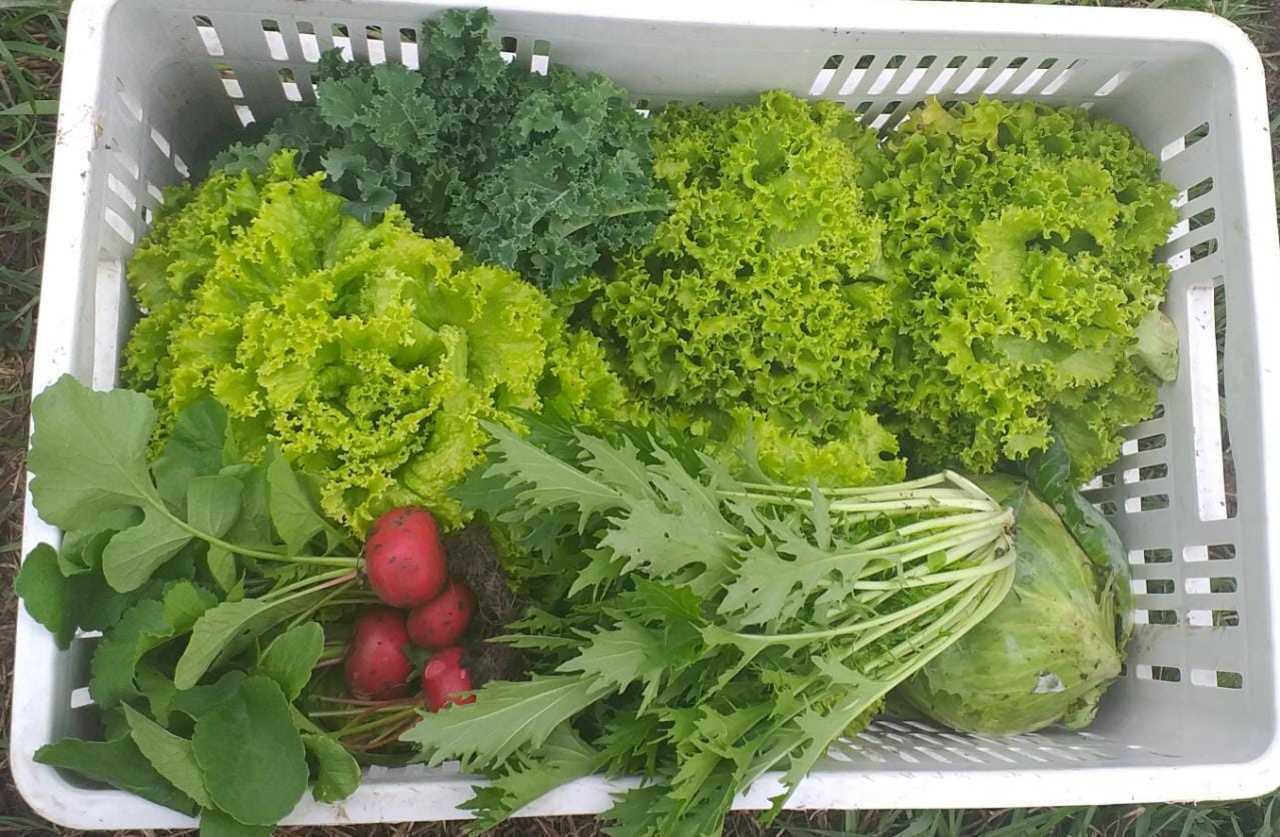Canasta alimentos Granja Agroecológica Cielo Verde