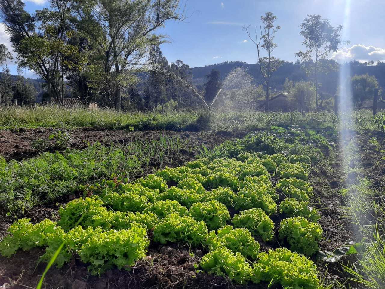 Eras de hortalizas Granja Agroecológica Cielo Verde